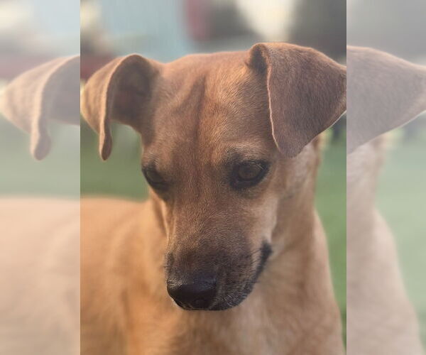 Medium Photo #6 Mutt Puppy For Sale in oakland, FL, USA