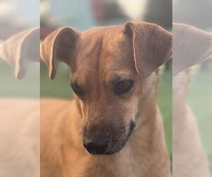 Pilar - Female Mutt Dog for Adoption - Photo #6