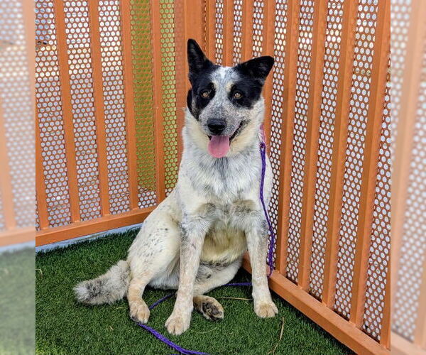 Medium Photo #2 Mutt Puppy For Sale in Las Vegas, NV, USA