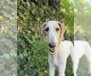 Mutt Dogs for adoption in Sandy, UT, USA