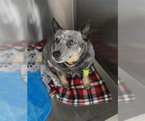 Mutt Dogs for adoption in Center Township, PA, USA