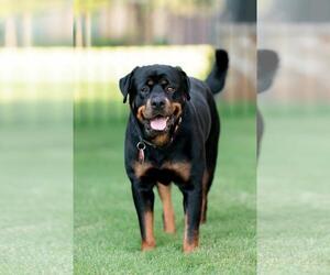 Rottweiler-Unknown Mix Dogs for adoption in Rockwall, TX, USA
