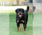 Small Rottweiler Mix