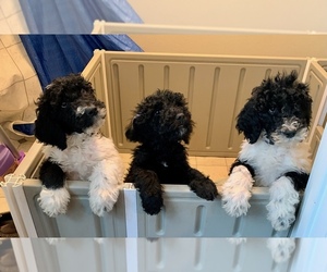 Poodle (Standard) Puppy for sale in SAINT JAMES, MO, USA