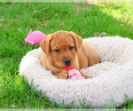 Small #10 Labrador Retriever
