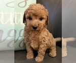 Puppy Puppy 4 Cavapoo (Miniature)