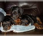Small Photo #21 Doberman Pinscher Puppy For Sale in DRUMRIGHT, OK, USA