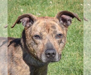 Mountain Cur-Plott Hound Mix Dogs for adoption in Huntley, IL, USA