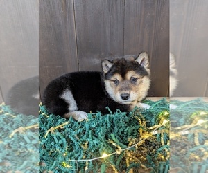 Shiba Inu Puppy for sale in SHIPSHEWANA, IN, USA