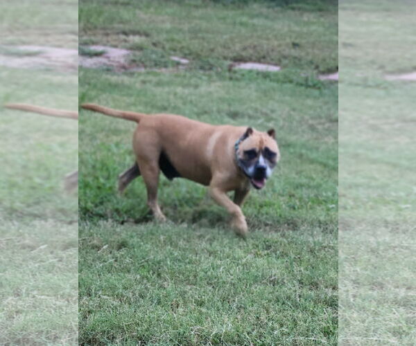 Medium Photo #4 American Staffordshire Terrier Puppy For Sale in Shreveport, LA, USA