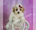 Small #5 Poodle (Miniature)