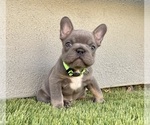 Puppy 1 French Bulldog