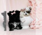 Small #11 Poodle (Toy)