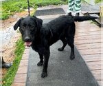 Small Photo #9 Schnauzer (Giant)-Unknown Mix Puppy For Sale in Wakefield, RI, USA