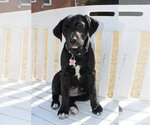 Small Photo #4 Mutt Puppy For Sale in Holly Springs, NC, USA