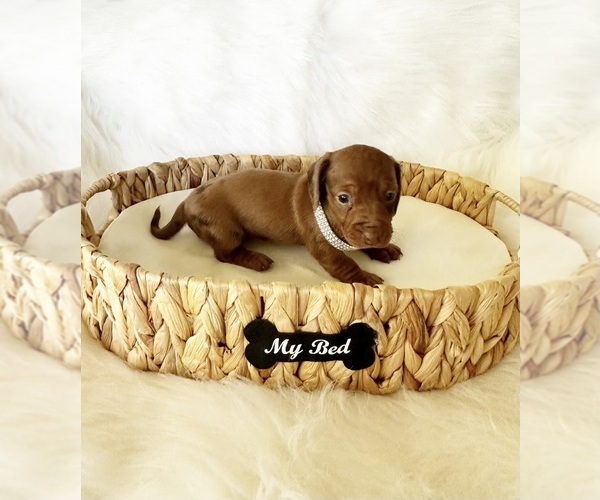 Medium Photo #8 Dachshund Puppy For Sale in DAVIS, CA, USA