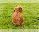 Small #3 Goldendoodle (Miniature)