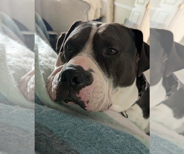 Medium Photo #4 American Bulldog-Staffordshire Bull Terrier Mix Puppy For Sale in Germantown, OH, USA