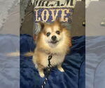 Small #1 Pomeranian
