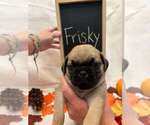 Small Photo #1 Pug Puppy For Sale in BRIDGEWATER, VA, USA