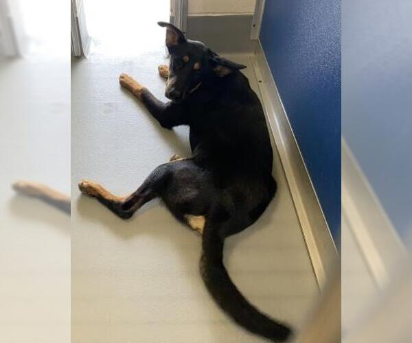Medium Photo #1 Doberman Pinscher-Unknown Mix Puppy For Sale in Visalia, CA, USA
