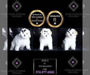 Maltipoo Puppy for sale in WARSAW, IN, USA