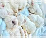Small Photo #1 Maltese Puppy For Sale in HAYWARD, CA, USA