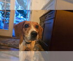 Small #1 Beagle Mix