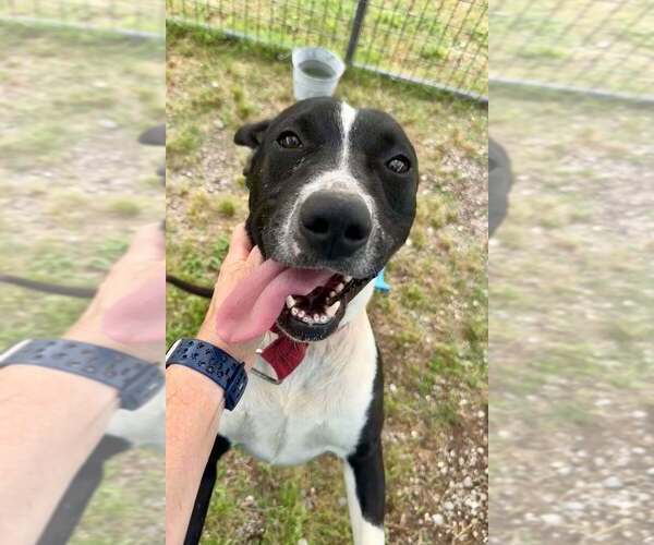 Medium Photo #3 Mutt Puppy For Sale in Abbeville, LA, USA