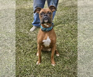 Boxer Dogs for adoption in Dumont, NJ, USA
