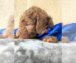 Small Photo #3 Goldendoodle Puppy For Sale in RUSKIN, FL, USA