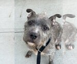 Small Photo #2 Irish Terrier-Unknown Mix Puppy For Sale in Rockaway, NJ, USA