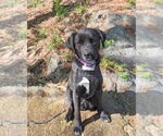 Small #4 Feist Terrier-Labrador Retriever Mix