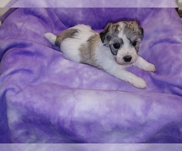 Medium Photo #7 Havachon Puppy For Sale in WINSTON SALEM, NC, USA