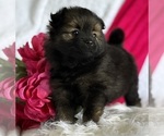 Small #4 Pomeranian