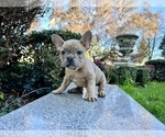 Small #124 French Bulldog