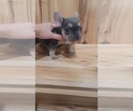 Small Photo #7 French Bulldog Puppy For Sale in INDIANAPOLIS, IN, USA