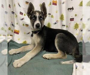 German Shepherd Dog Dogs for adoption in Modesto, CA, USA
