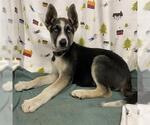 Small German Shepherd Dog