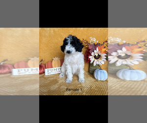 F2 Aussiedoodle Puppy for sale in WINCHESTER, IN, USA