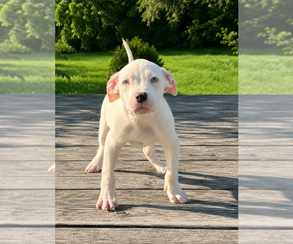 Medium Photo #1 American Bully Puppy For Sale in RICHMOND, VA, USA