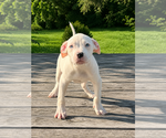 Puppy Snow American Bully