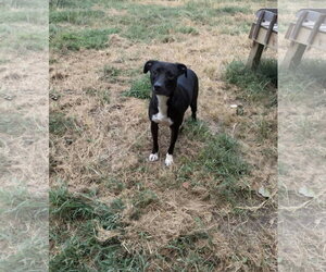 Skeeter - Female Staffordshire Bull Terrier-Unknown Mix Dog for Adoption - Photo #2