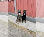 Small #27 German Shepherd Dog