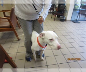 American Pit Bull Terrier Dogs for adoption in Ocala, FL, USA