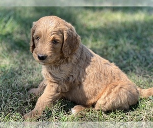 Goldendoodle Puppy for sale in MARYVILLE, MO, USA