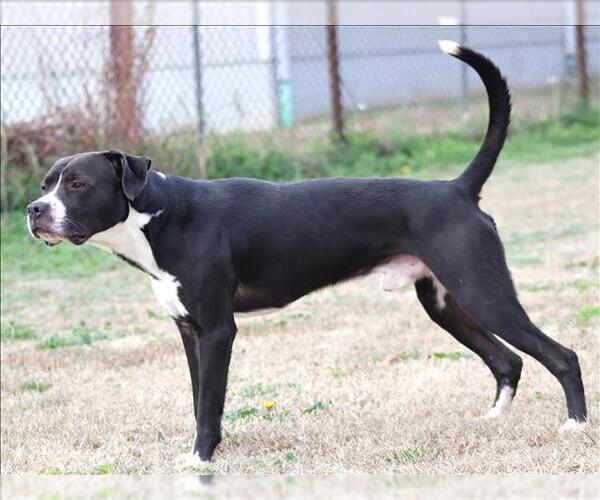 Medium Photo #2 Boxer-Unknown Mix Puppy For Sale in Grovetown, GA, USA