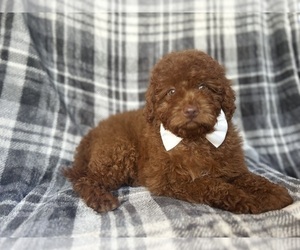 Miniature Labradoodle Puppy for sale in LAKELAND, FL, USA