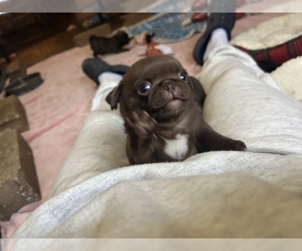 Medium Photo #12 Pug Puppy For Sale in BLOOMINGTON, IL, USA