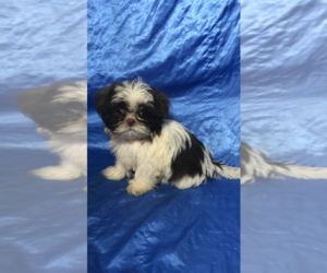 Shih Tzu Puppy for sale in SALTERS, SC, USA